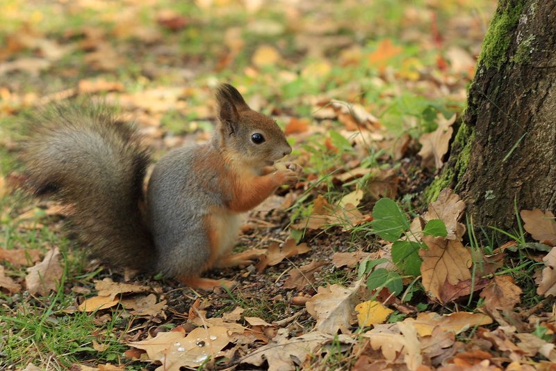 A squirrel eating on autumn leaves in Seurasaari. CC Matti Paavola.